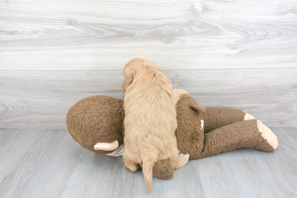 Friendly Mini Goldendoodle Baby