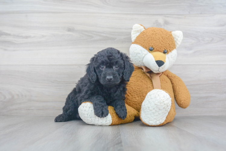 Funny Mini Goldendoodle Poodle Mix Pup