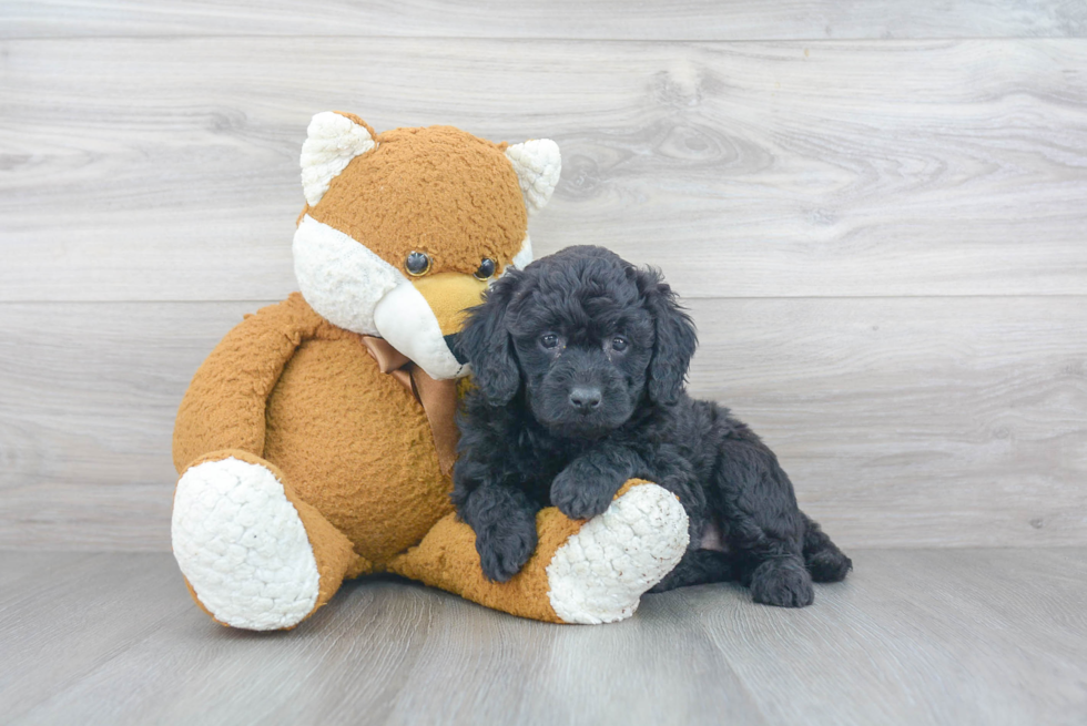 Mini Goldendoodle Puppy for Adoption