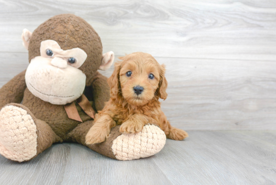 Mini Goldendoodle Puppy for Adoption