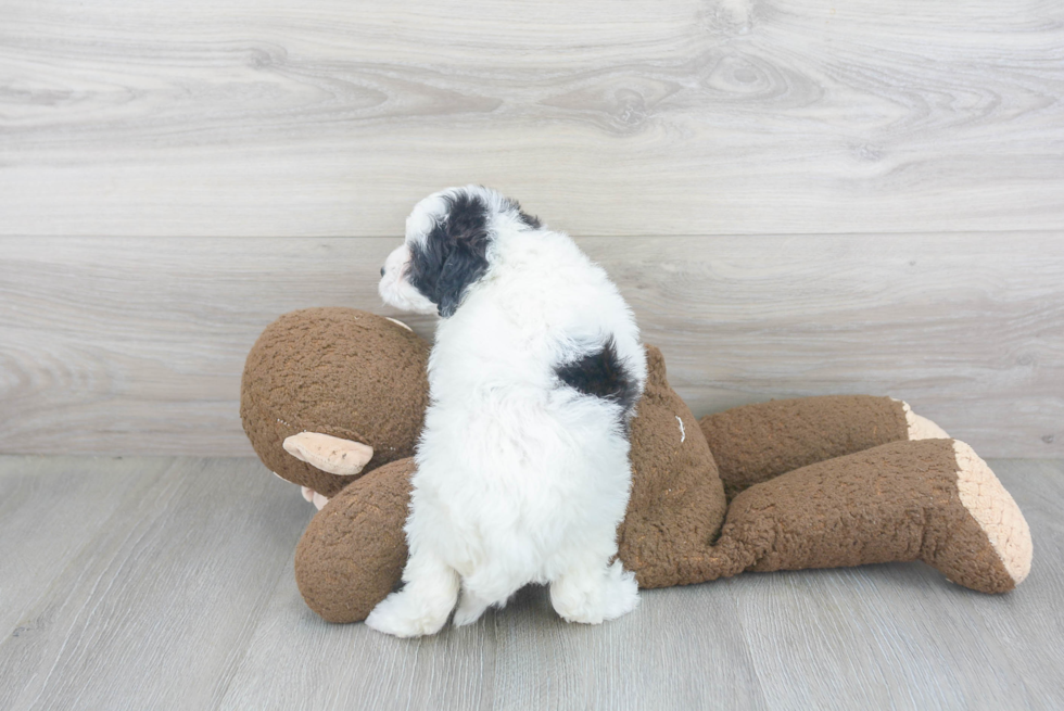 Smart Mini Goldendoodle Poodle Mix Pup