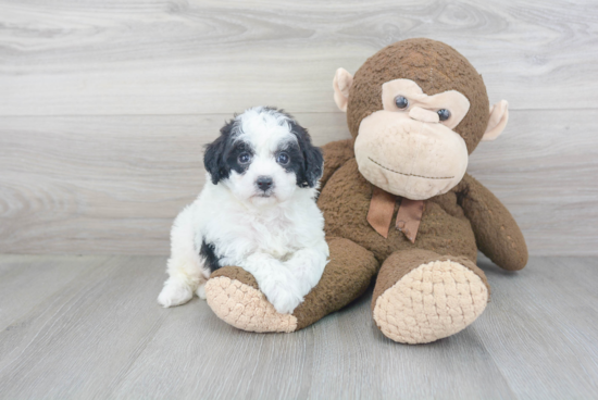 Best Mini Goldendoodle Baby