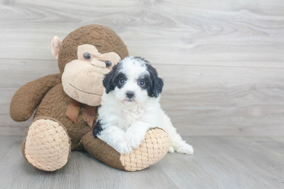 Fluffy Mini Goldendoodle Poodle Mix Pup