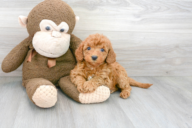 Cute Mini Goldendoodle Poodle Mix Pup