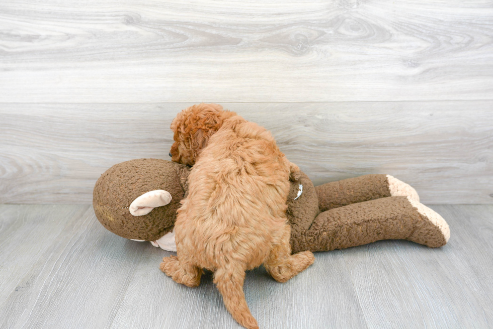 Mini Goldendoodle Pup Being Cute