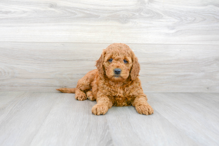 Mini Goldendoodle Puppy for Adoption