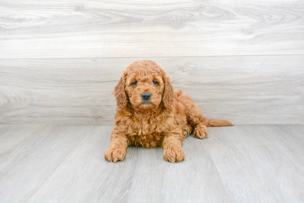 Cute Mini Goldendoodle Baby