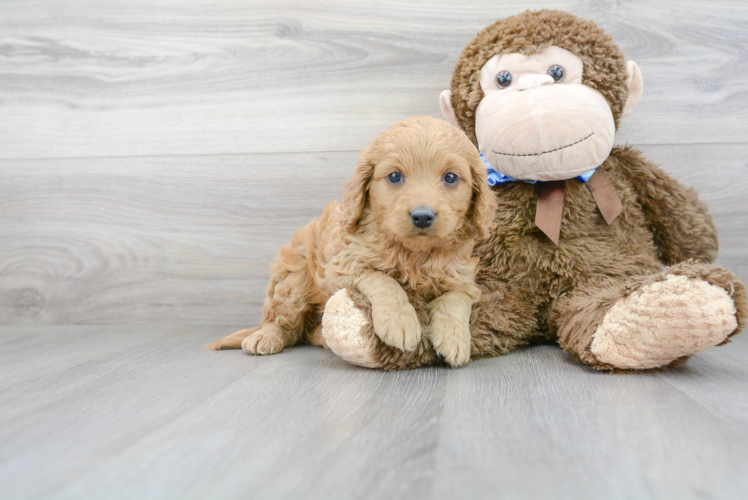 Mini Goldendoodle Pup Being Cute