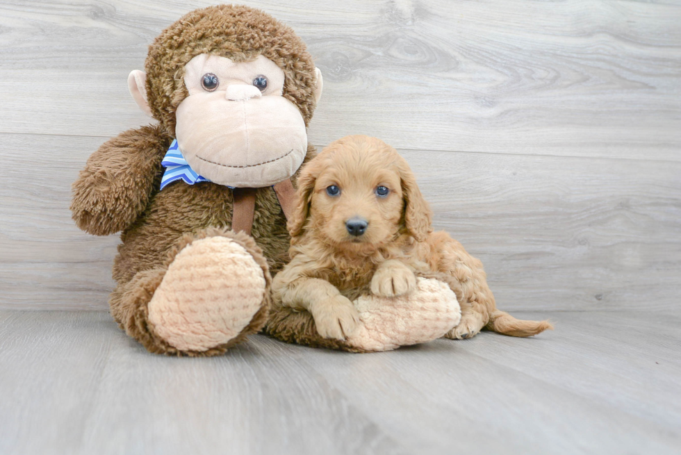 Mini Goldendoodle Puppy for Adoption