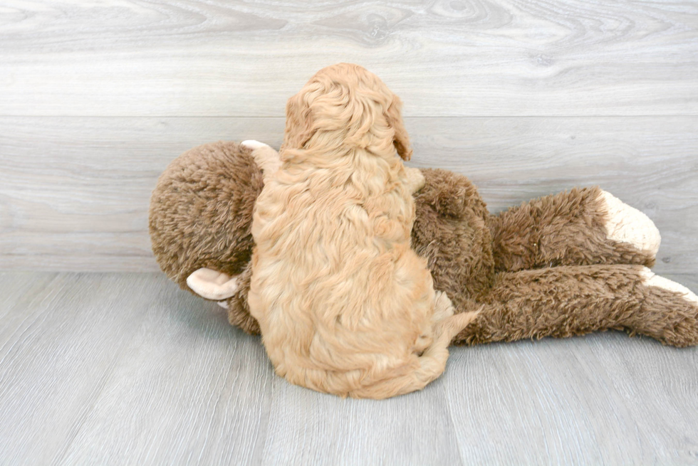 Cute Mini Goldendoodle Baby