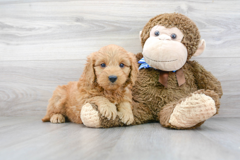 Petite Mini Goldendoodle Poodle Mix Pup