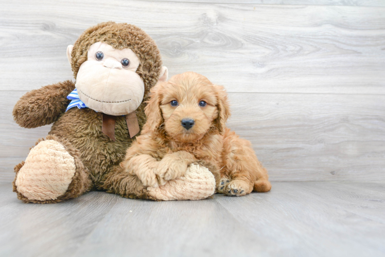 Mini Goldendoodle Puppy for Adoption