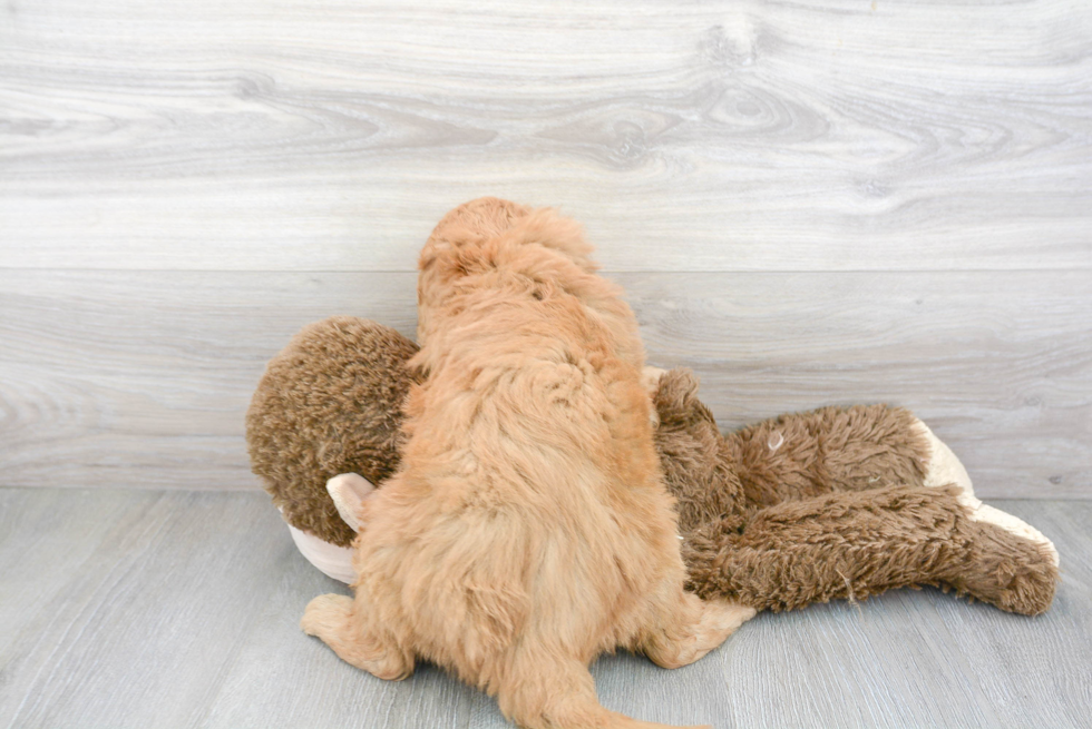 Mini Goldendoodle Pup Being Cute