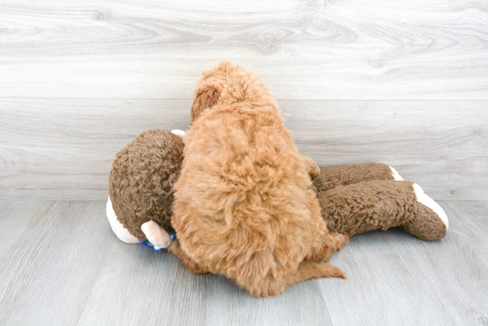 Mini Goldendoodle Pup Being Cute