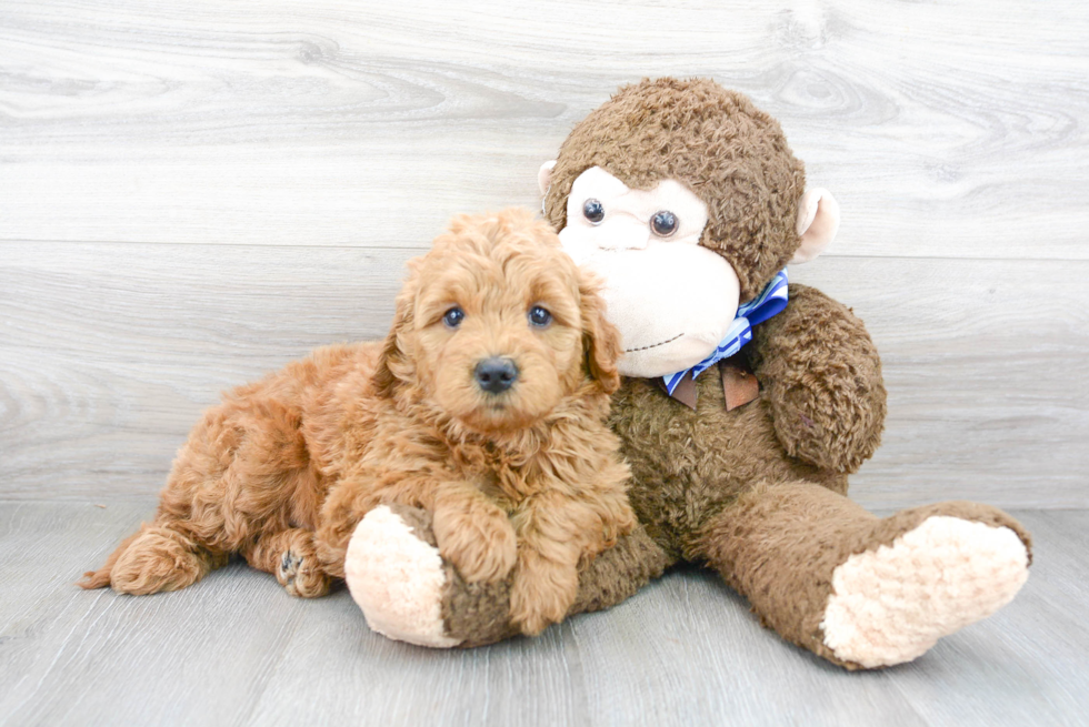 Small Mini Goldendoodle Baby