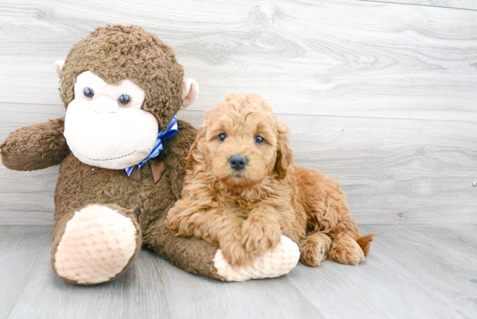 Mini Goldendoodle Pup Being Cute