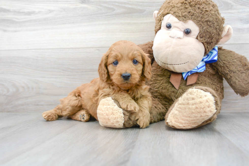 Mini Goldendoodle Puppy for Adoption