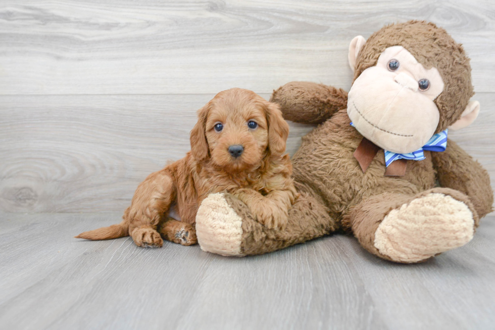 Friendly Mini Goldendoodle Baby