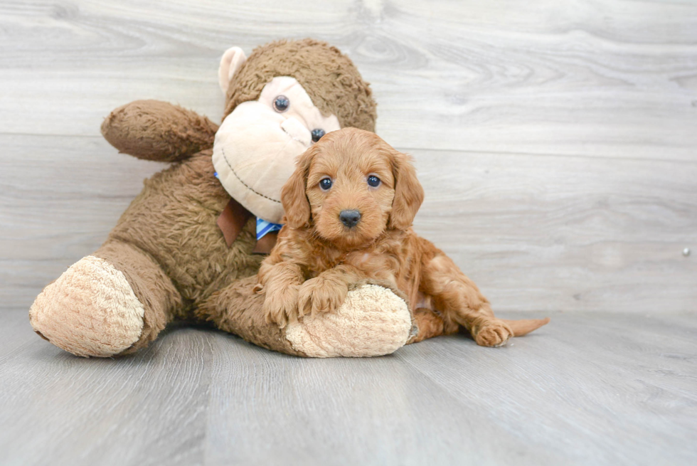 Mini Goldendoodle Puppy for Adoption