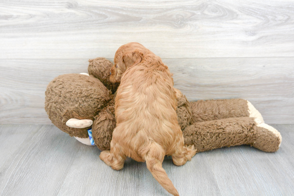 Mini Goldendoodle Pup Being Cute