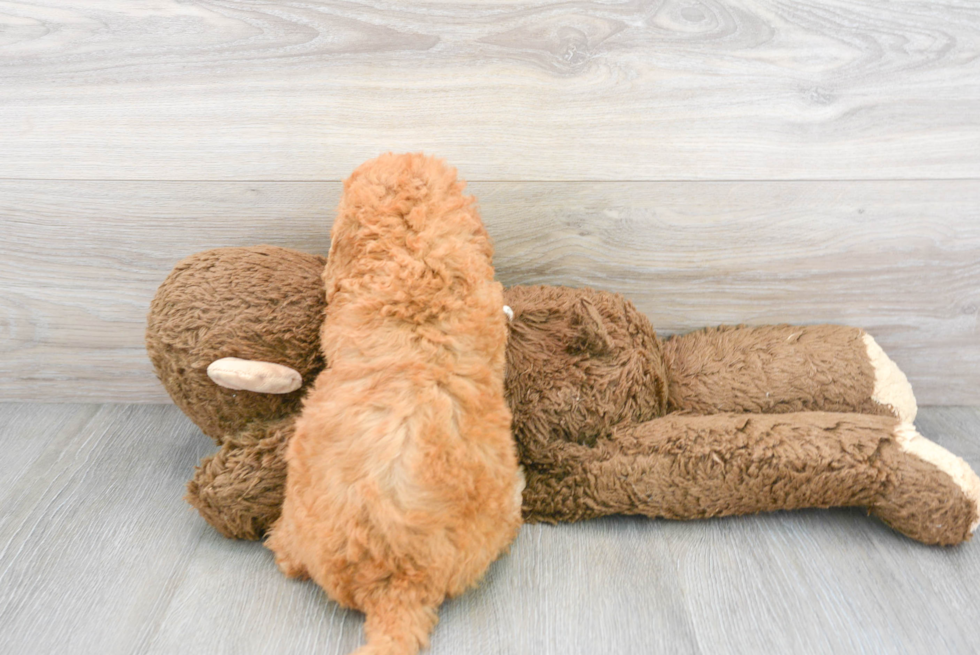 Happy Mini Goldendoodle Baby