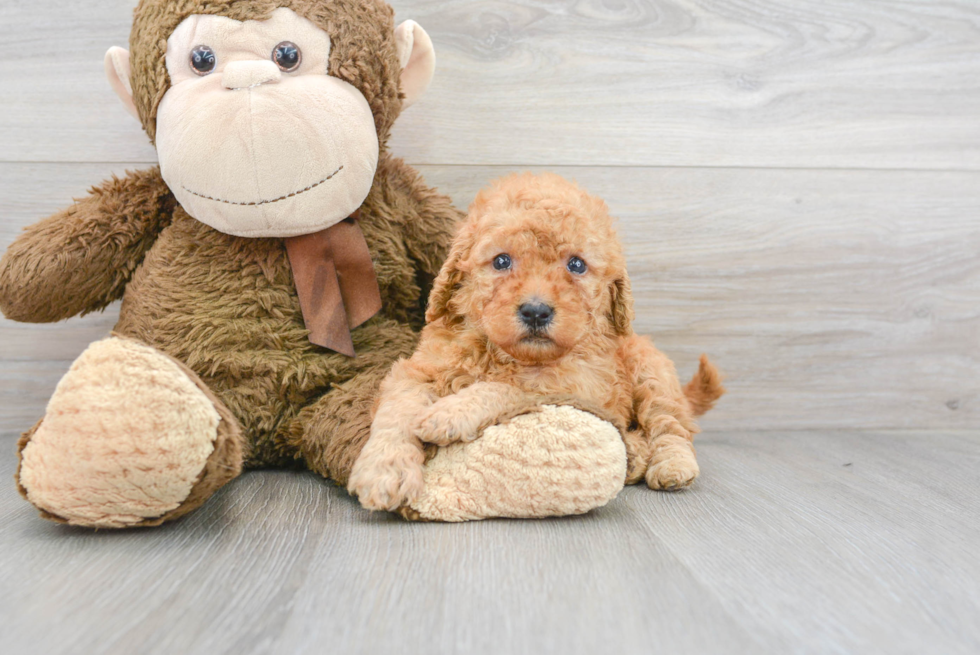 Funny Mini Goldendoodle Poodle Mix Pup