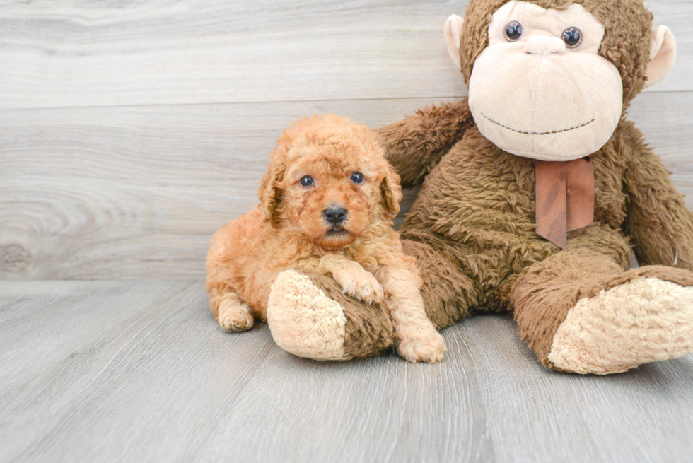 Mini Goldendoodle Puppy for Adoption