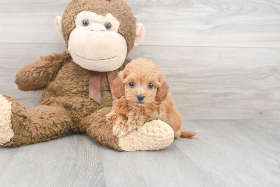 Hypoallergenic Golden Retriever Poodle Mix Puppy