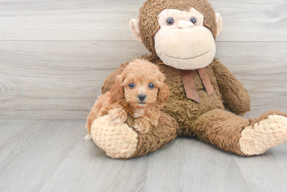 Best Mini Goldendoodle Baby