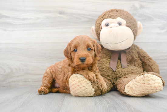 Friendly Mini Goldendoodle Baby