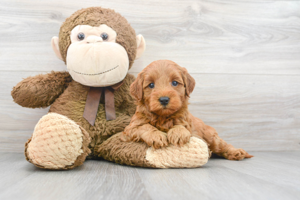 Mini Goldendoodle Pup Being Cute