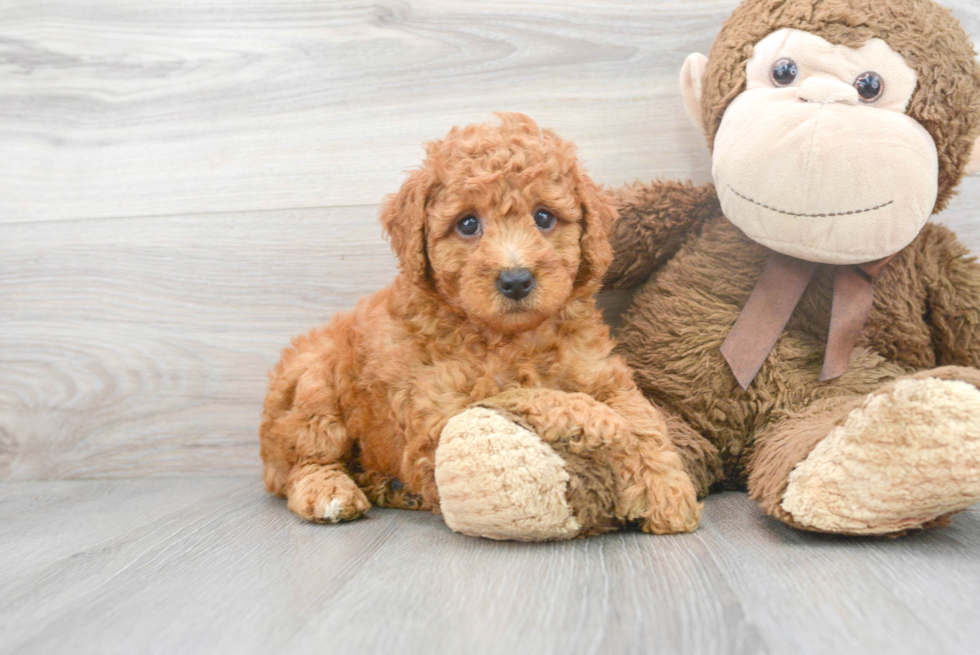 Energetic Golden Retriever Poodle Mix Puppy