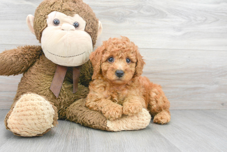 Mini Goldendoodle Puppy for Adoption