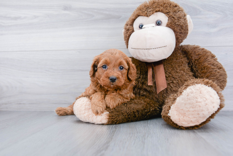 Energetic Golden Retriever Poodle Mix Puppy