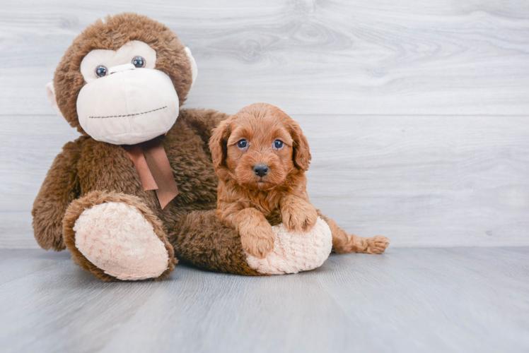 Smart Mini Goldendoodle Poodle Mix Pup