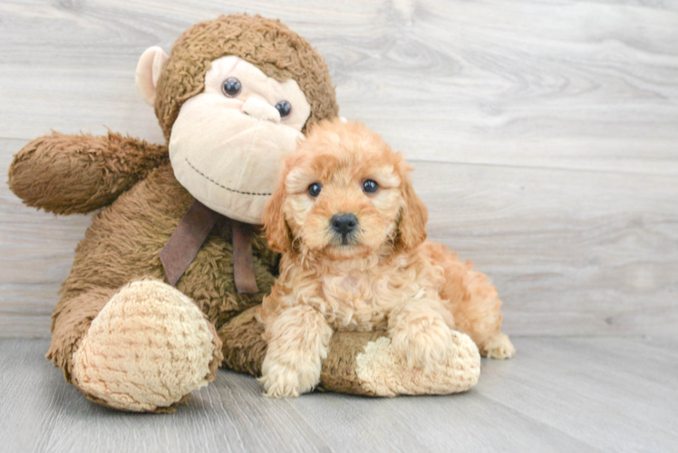 Mini Goldendoodle Puppy for Adoption