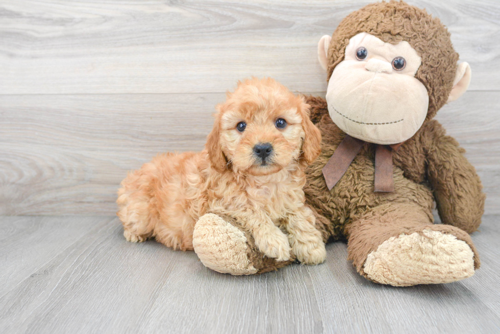 Popular Mini Goldendoodle Poodle Mix Pup