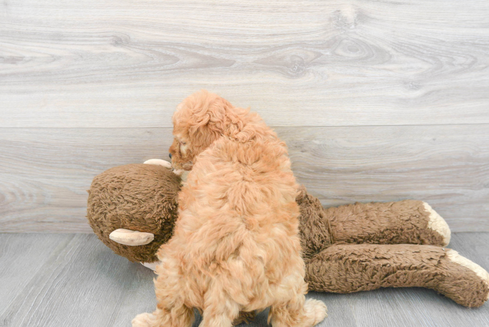 Mini Goldendoodle Puppy for Adoption