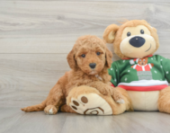 7 week old Mini Goldendoodle Puppy For Sale - Premier Pups