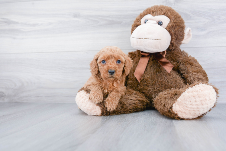 Best Mini Goldendoodle Baby