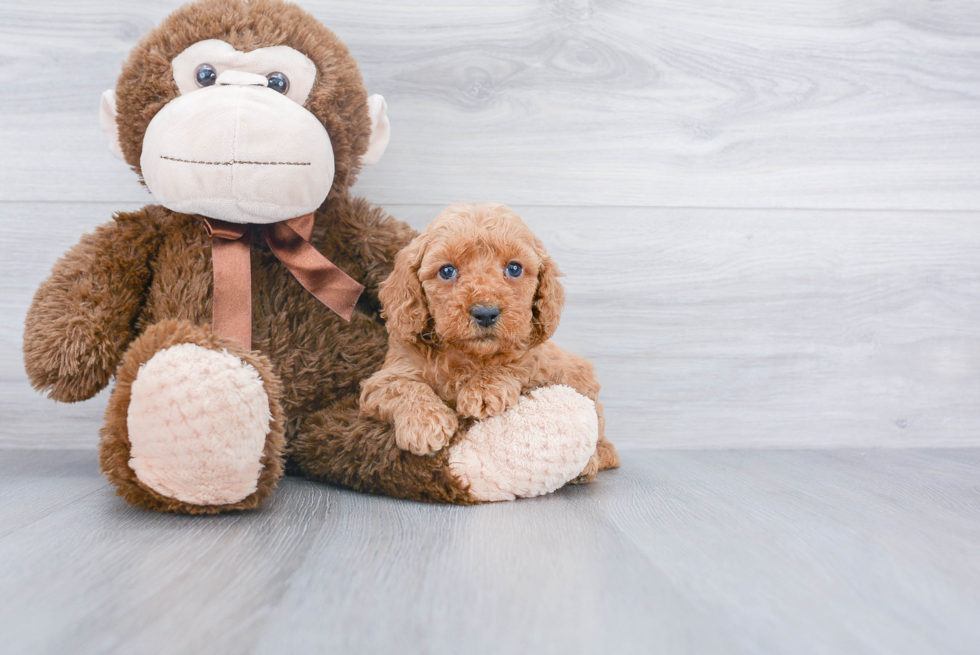 Friendly Mini Goldendoodle Baby