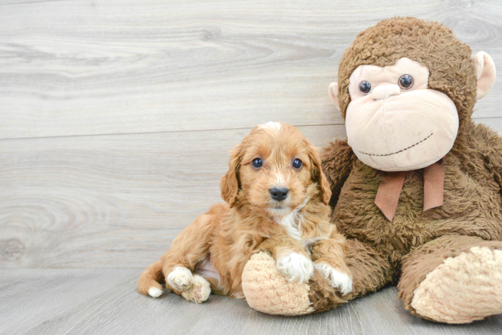 Best Mini Goldendoodle Baby