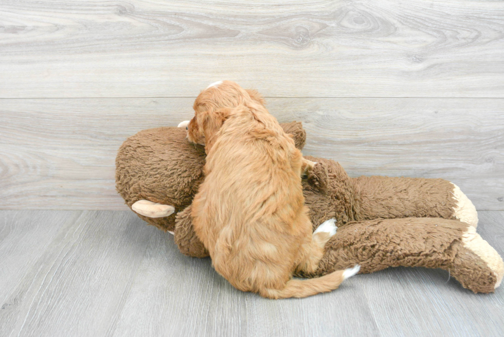 Mini Goldendoodle Pup Being Cute