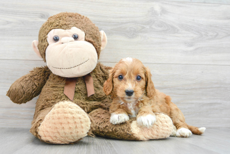 Mini Goldendoodle Puppy for Adoption