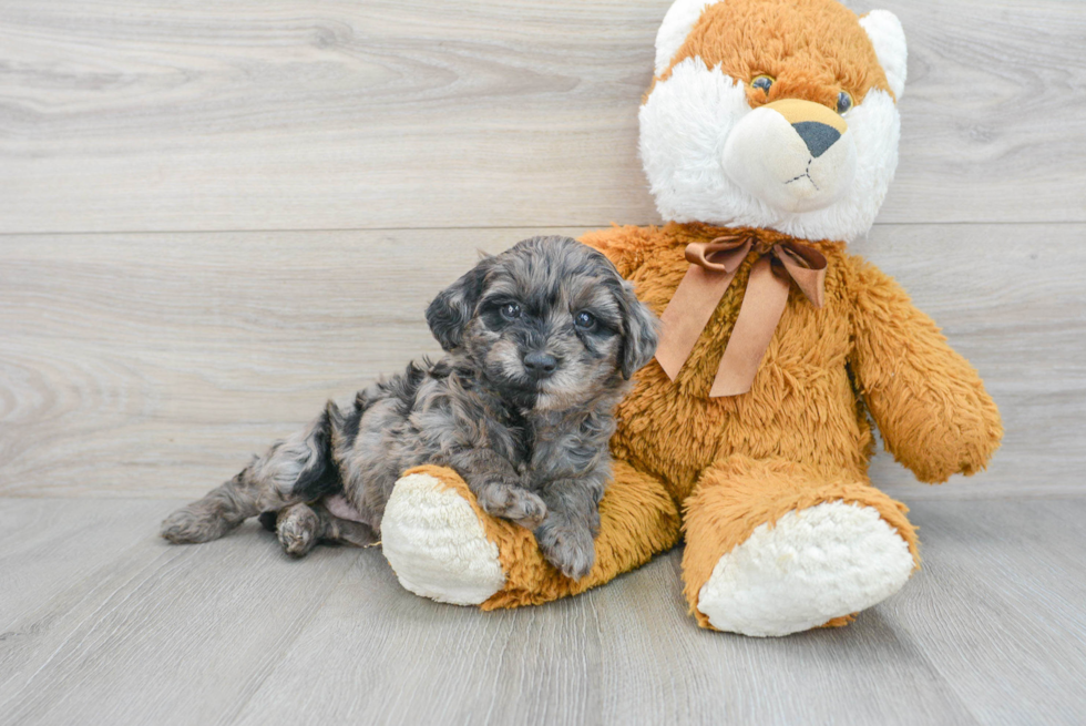 Mini Goldendoodle Pup Being Cute