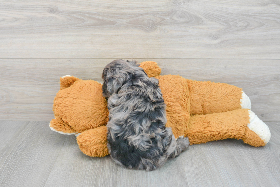 Playful Golden Retriever Poodle Mix Puppy