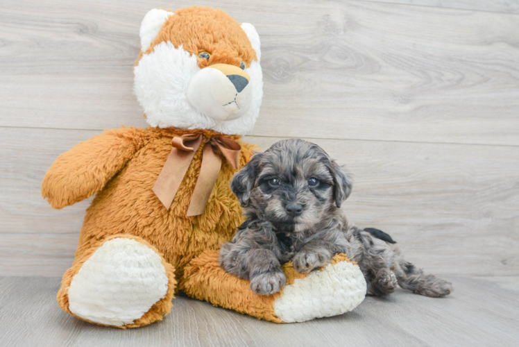 Little Golden Retriever Poodle Mix Puppy