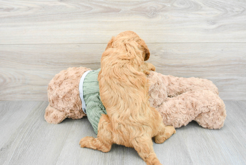 Little Golden Retriever Poodle Mix Puppy