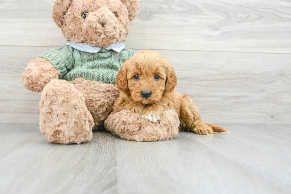 Happy Mini Goldendoodle Baby