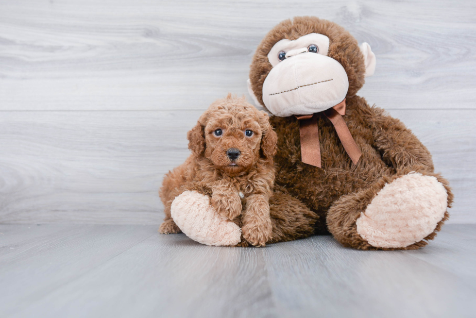 Energetic Golden Retriever Poodle Mix Puppy